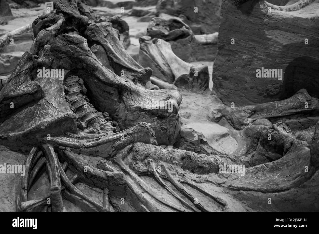 Hot Springs, South Dakota -10.2021: Ossa scavate nel sito di Mammoth Dig a causa di un foro affollato Foto Stock