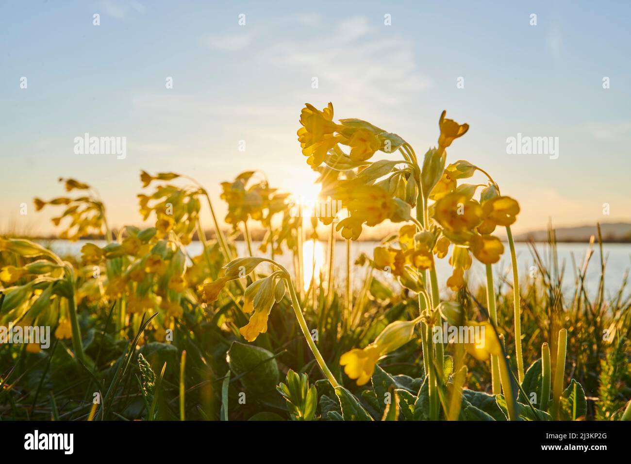 Primula (Primula veris) controluce dal tramonto lungo un lago; Baviera, Germania Foto Stock