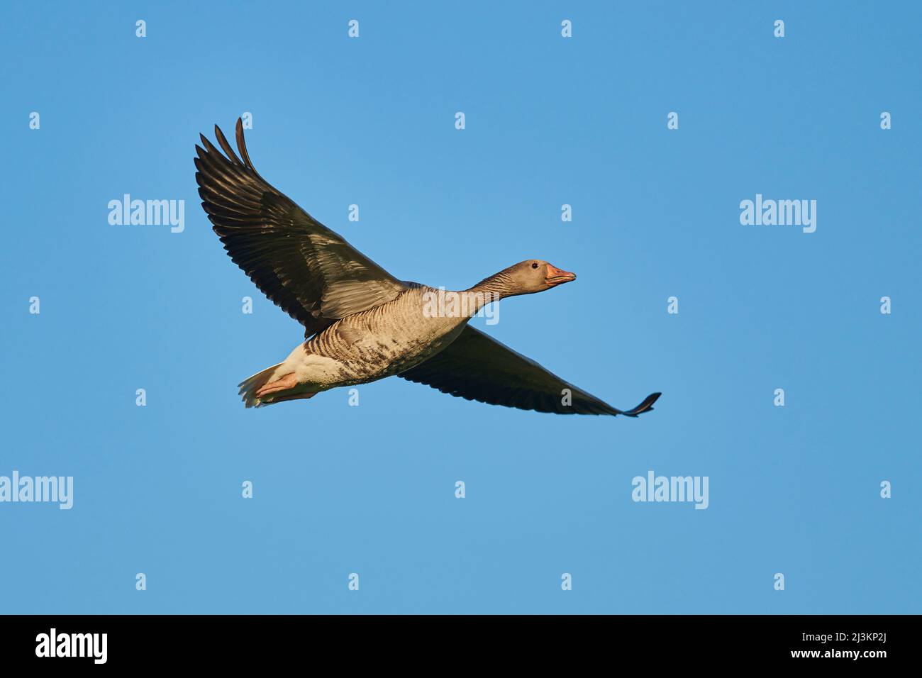L'oca grigielag (Anser anser) che vola in un cielo blu, la Foresta Bavarese; Baviera, Germania Foto Stock