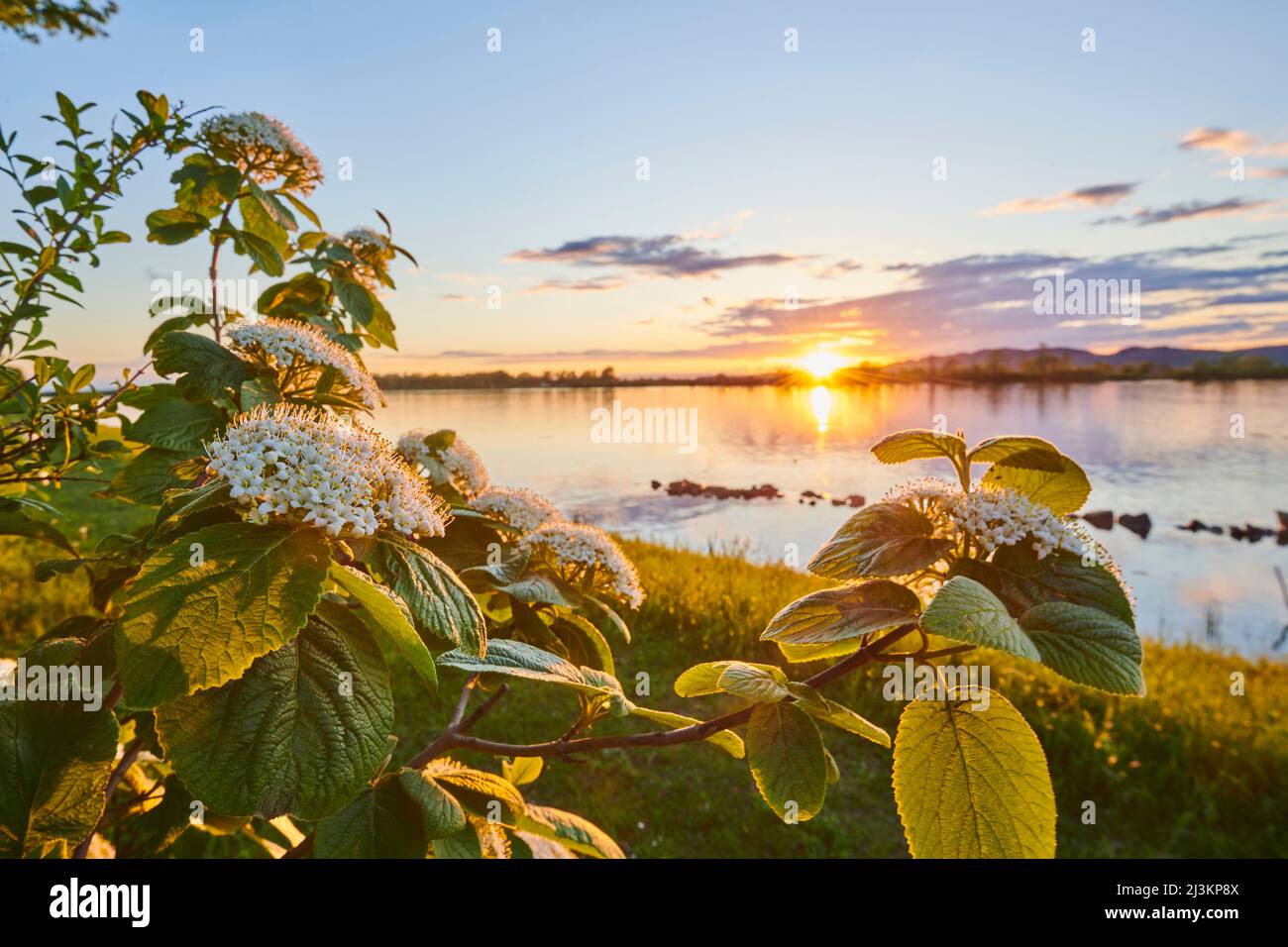 Wayfarer o albero di Wayfaring (Viburnum lantana) che fiorisce accanto al fiume Danubia; Baviera, Germania Foto Stock