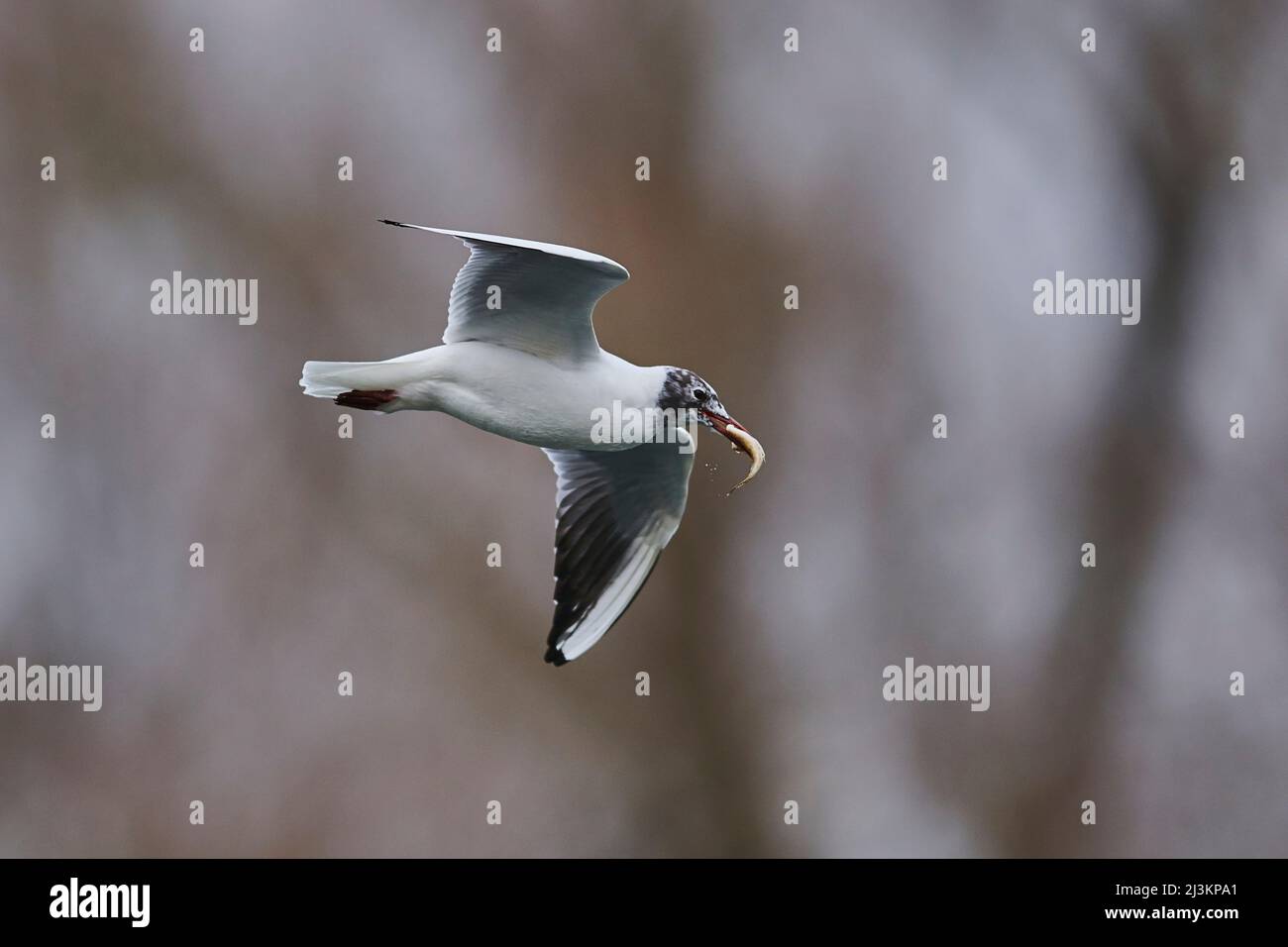 Gabbiano a testa nera (Chromicocephalus ridibundus) che sorvola il fiume Donau con un piccolo pesce in bocca; Palatinato superiore, Baviera, Germania Foto Stock