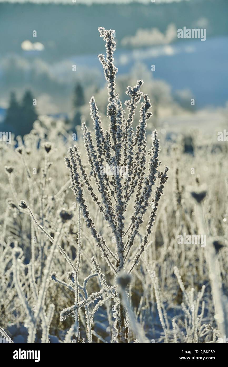 Graniglia surgelata o mulleina comune (Verbascum thapsus) su un campo; Baviera, Germania Foto Stock