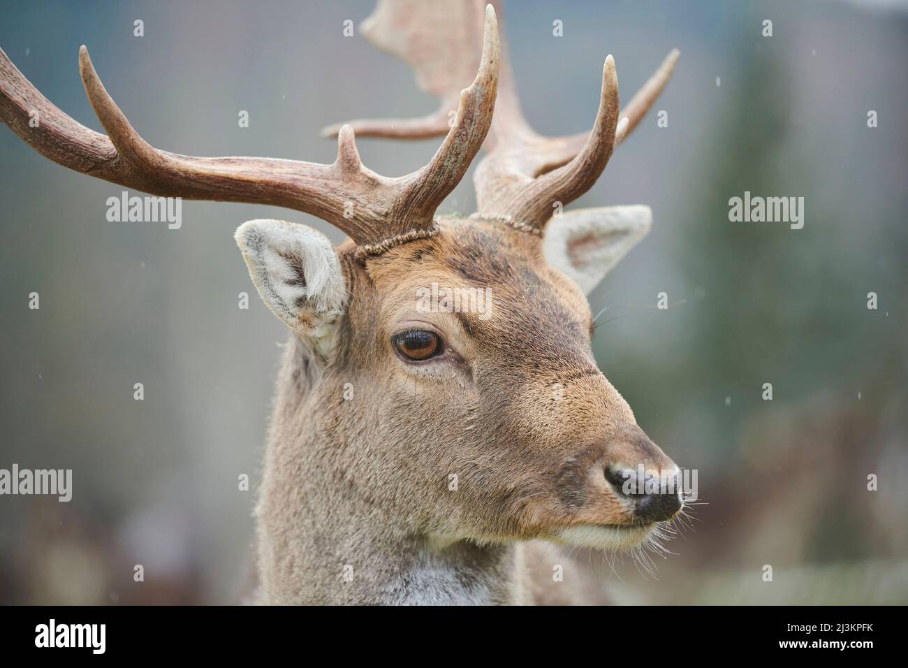 Ritratto di un cervo (Dama dama) buck; Baviera, Germania Foto Stock
