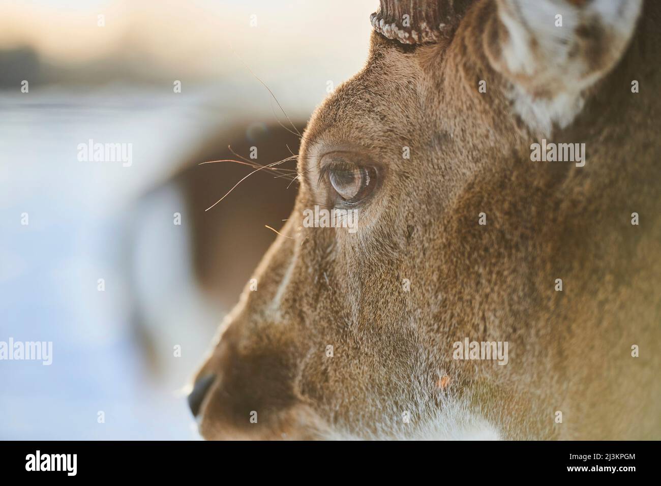 Primo piano estremo del volto e dell'occhio di un cervo (Dama dama) buck; Baviera, Germania Foto Stock
