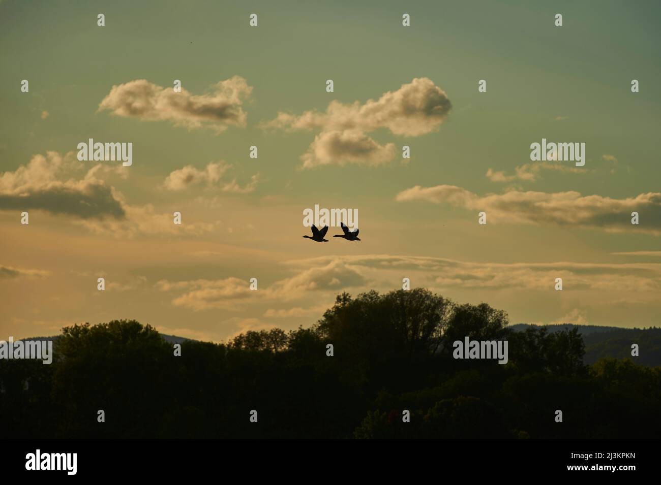 Oche grigielag (Anser anser) che volano in nuvole colorate sopra le cime degli alberi al tramonto, Foresta Bavarese; Baviera, Germania Foto Stock