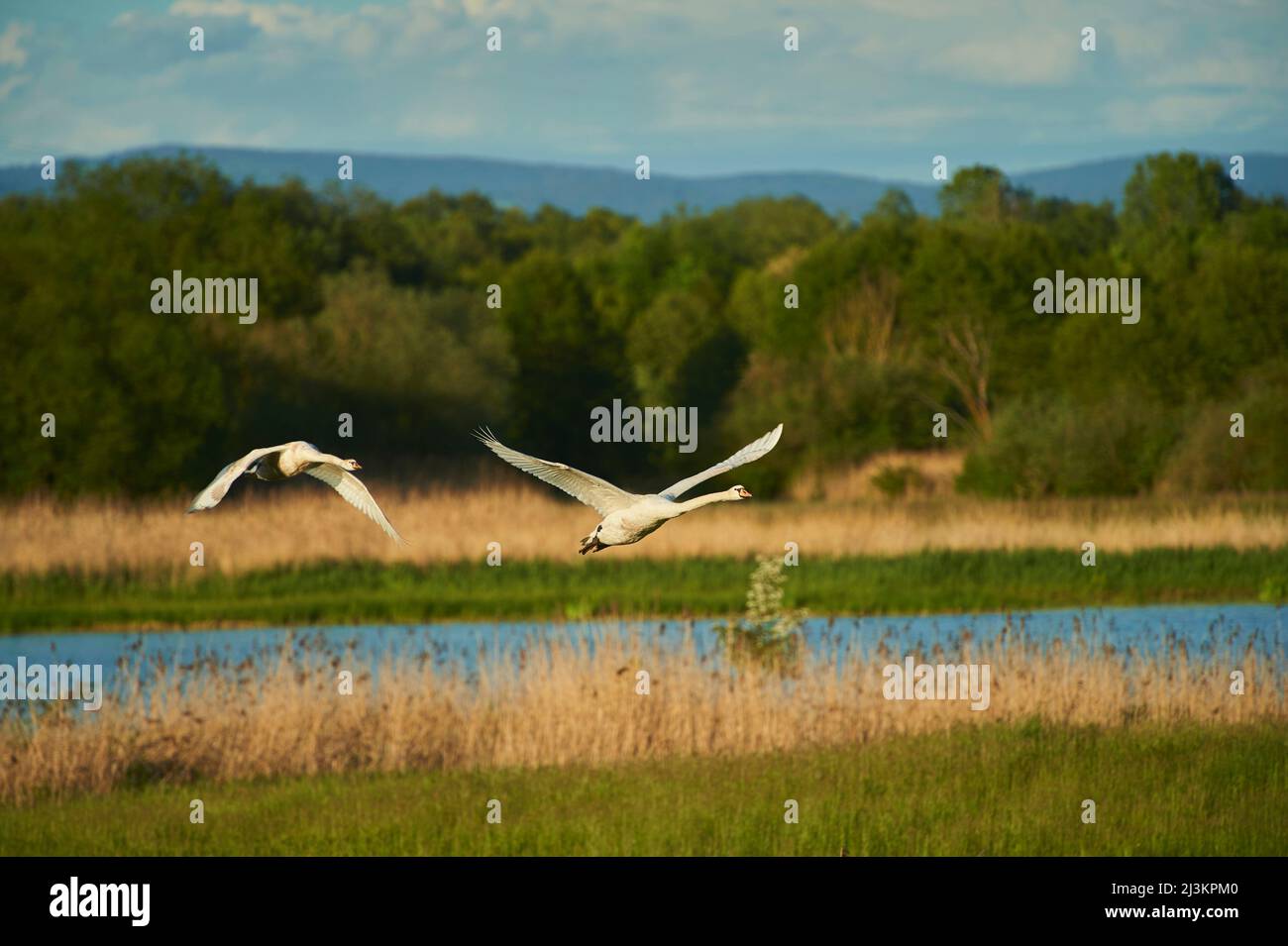 Cigni muti (Cygnus olor) che prendono il volo da un piccolo lago nella foresta bavarese; Baviera, Germania Foto Stock