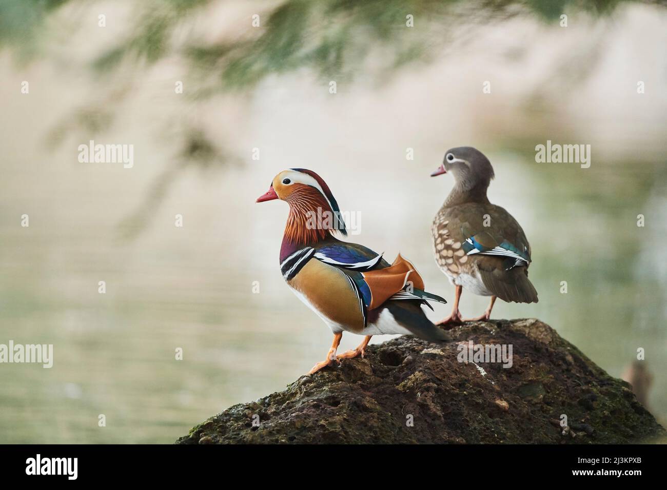 Coppia di anatre mandarine (Aix galericulata) in piedi su una roccia; Baviera, Germania Foto Stock