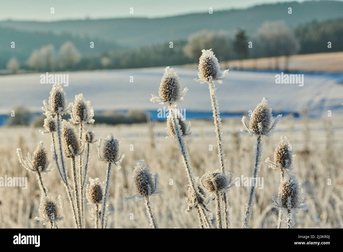 Teasel indiano congelato (Dipsacus sativus) su un campo; Baviera, Germania Foto Stock