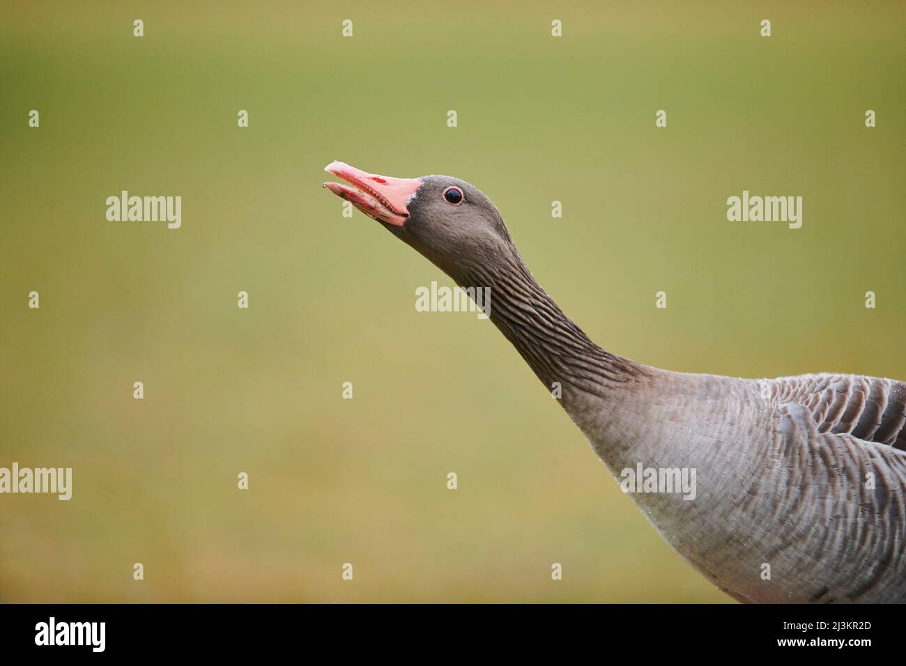 L'oca grigielag (Anser anser) su un prato; Baviera, Germania Foto Stock