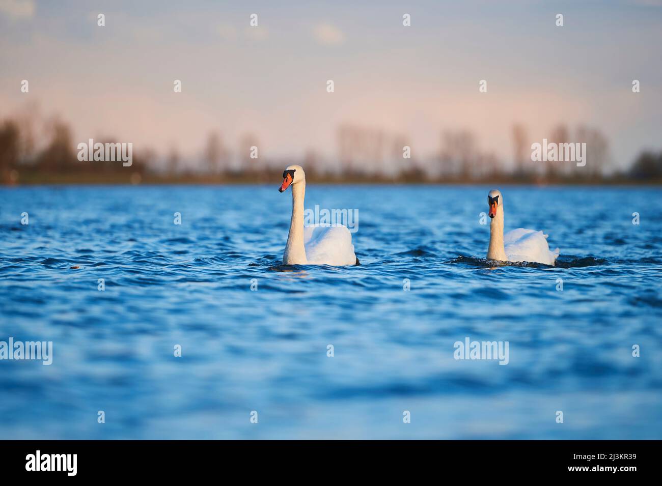 Il cigno muto (Cygnus olor) nuota nel fiume Donau al tramonto; Palatinato superiore, Baviera, Germania Foto Stock