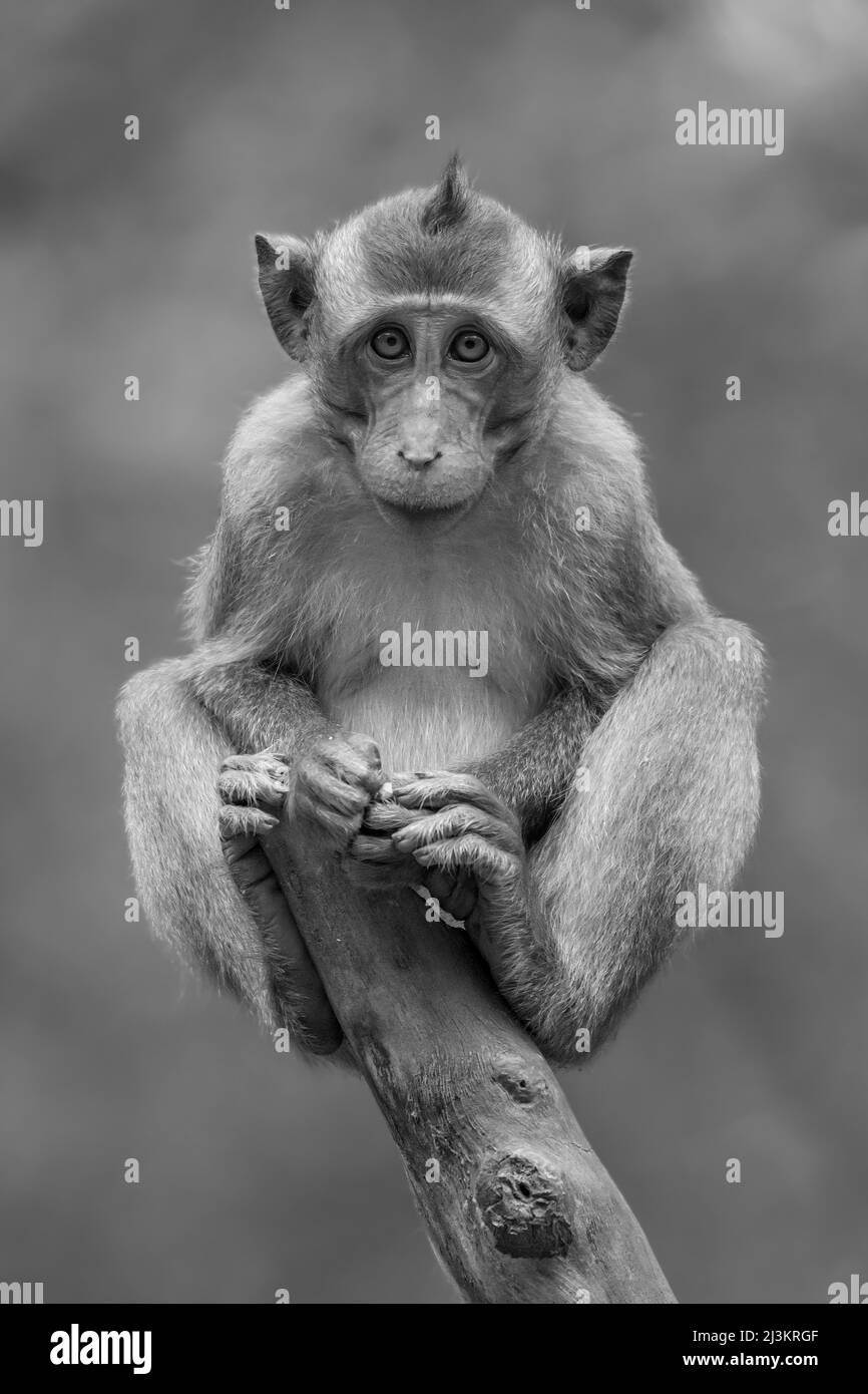 Ritratto di un macaco a coda lunga (Macaca fascicularis), seduto su un ceppo di albero guardando la macchina fotografica; CAN Gio, ho Chi Minh, Vietnam Foto Stock