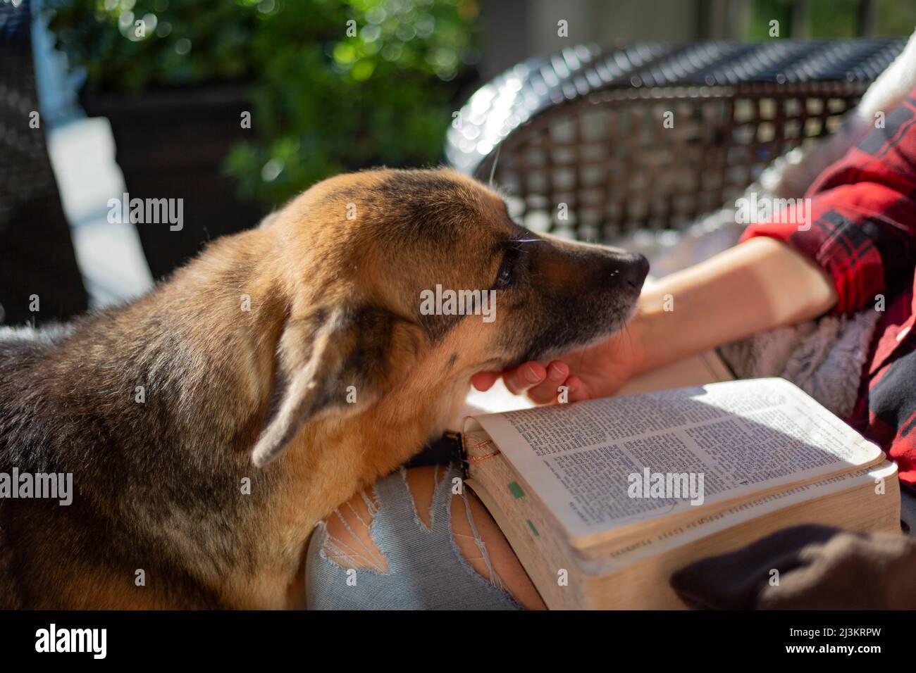 Il cane viene al proprietario per affetto mentre siede e legge la Bibbia; Kelowna, Columbia Britannica, Canada Foto Stock