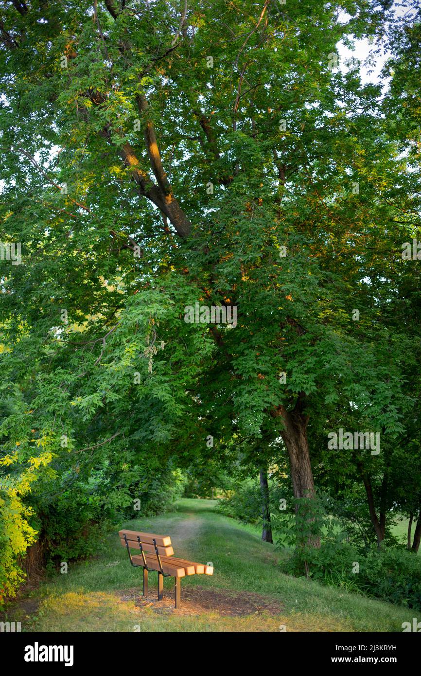 Park panchina lungo un sentiero attraverso gli alberi nella foresta di Fraser's Grove Park lungo il fiume Red River; Winnipeg, Manitoba, Canada Foto Stock