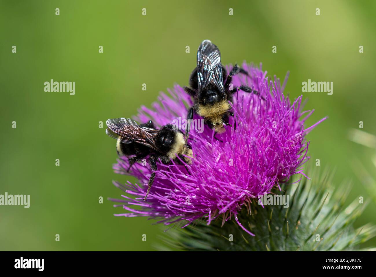 Le api bumble cercano il nettare da un thistle toro (Cirsium vulgare) fiore; Astoria, Oregon, Stati Uniti d'America Foto Stock