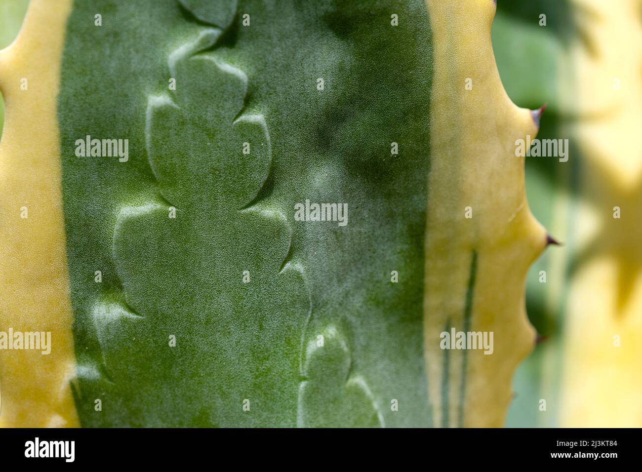 Le impressioni lasciate dalle spine di Agave (Agave americana) sono visibili su una pianta in un giardino dell'Oregon; Astoria, Oregon, Stati Uniti d'America Foto Stock