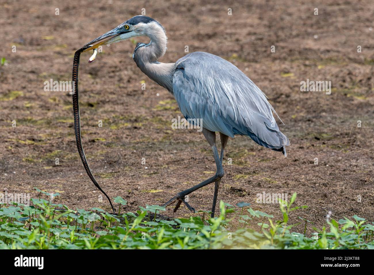 Great Blue Heron (Ardea herodias) cattura un serpente Western Garter (Thamnophis elegans) al Ridgefield National Wildlife Refuge Foto Stock