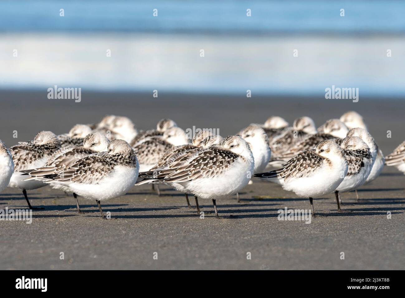 Flock of Sanderlings (Calidris alba) nap sulla spiaggia al Cape Disappointment state Park a Washington, USA Foto Stock