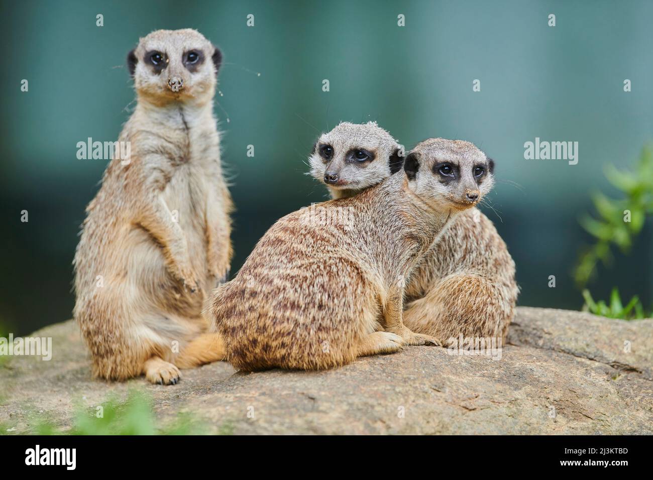 Ritratto di una folla di Meerkats o suricato (Suricata suricatta) guardando la fotocamera, prigioniero; Baviera, Germania Foto Stock