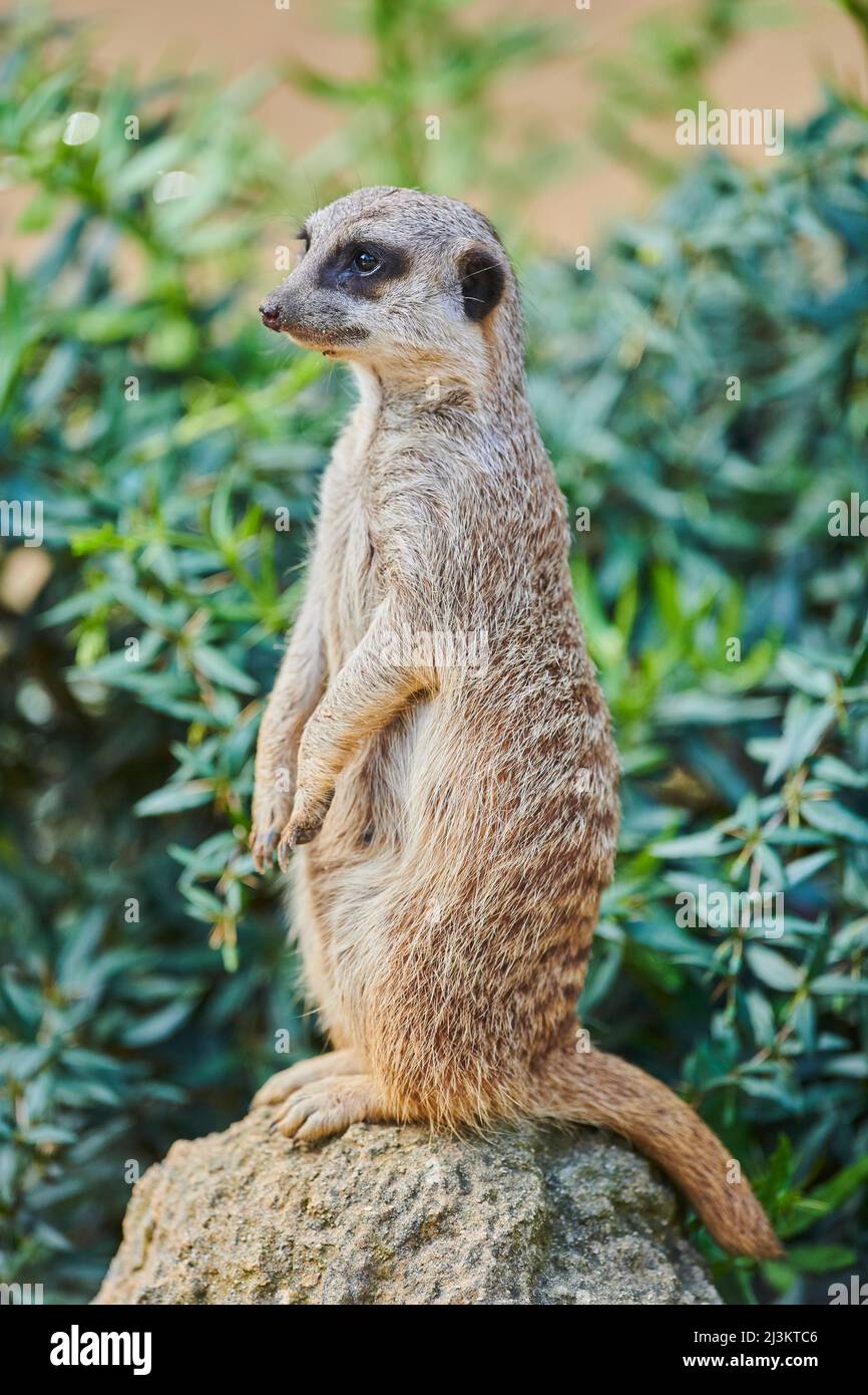 Ritratto di un Meerkat o suricato (Suricata suricatta) in piedi su una roccia e di fronte a sinistra, prigioniero; Baviera, Germania Foto Stock