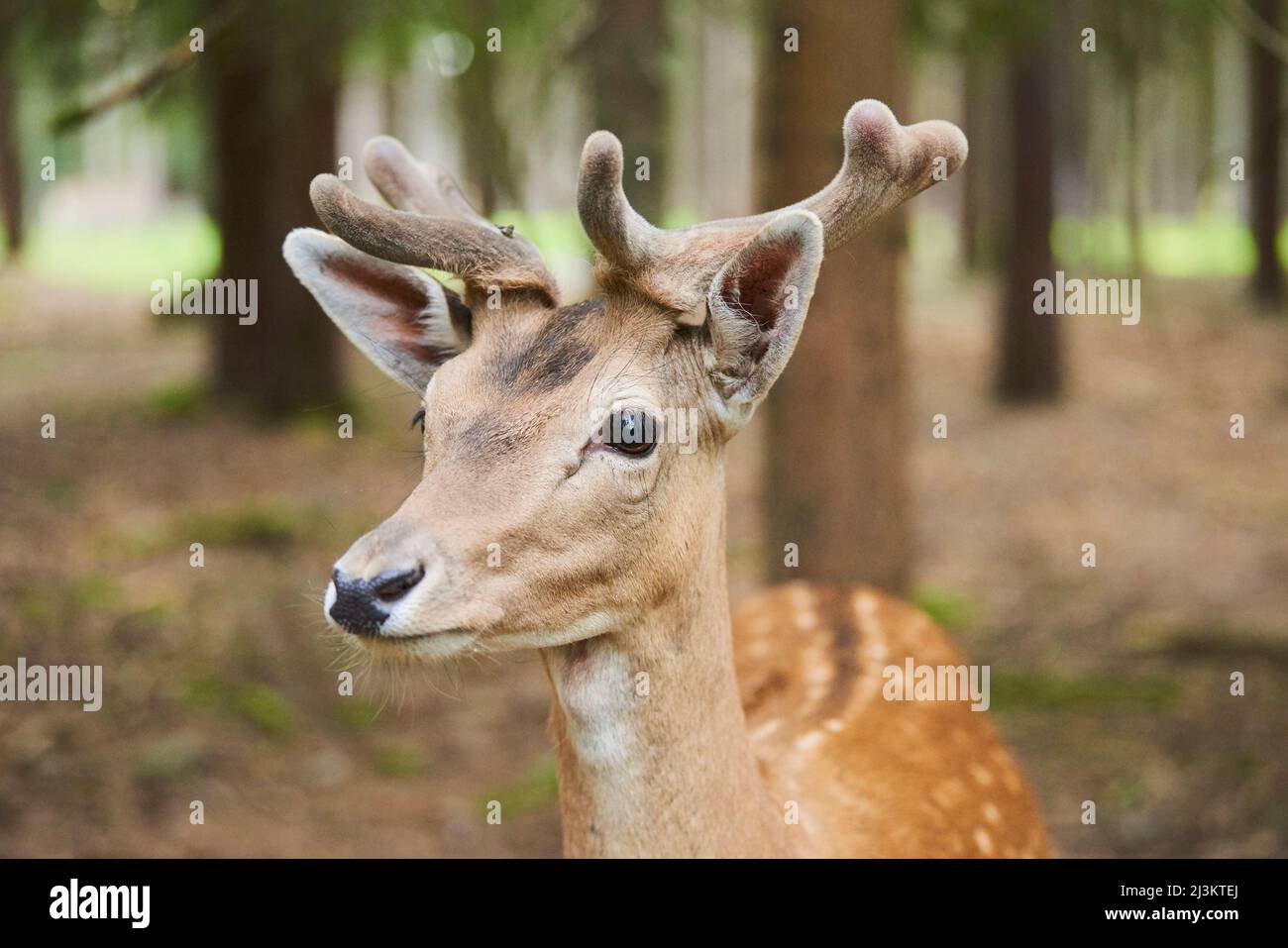 Capriolo di fava europeo o cervo di fava comune (Dama dama) ritratto buck con formiche crescenti; Baviera, Germania Foto Stock