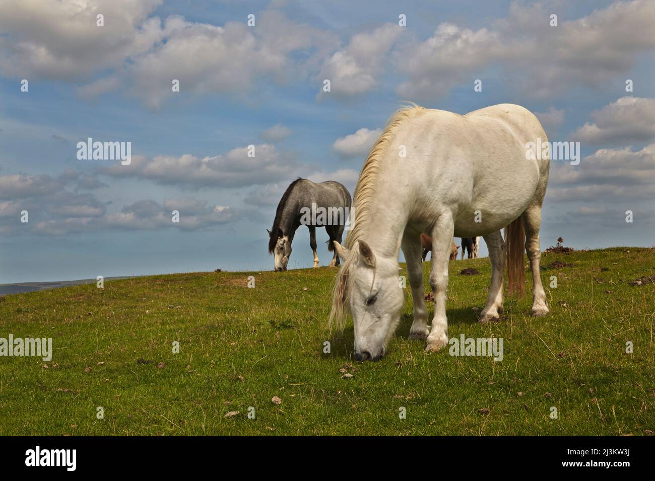 Ponies pascolo su un campo di erba a Northam Burrows, Westward ho!, Devon, Gran Bretagna; Westward ho!, Devon, Inghilterra Foto Stock