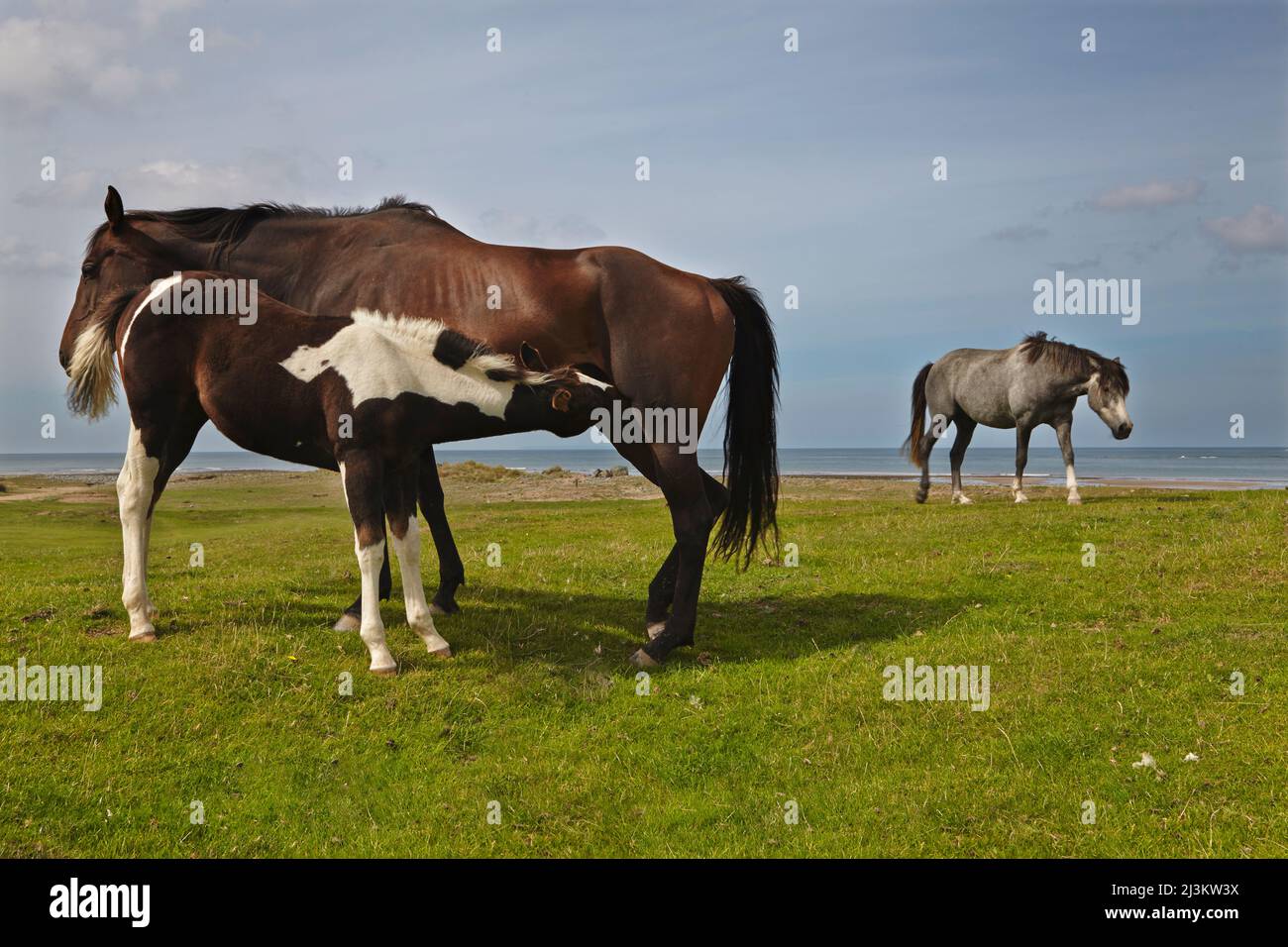Allattamento di pony su un pascolo costiero a Northam Burrows, Westward ho!, Devon, Gran Bretagna; Westward ho!, Devon, Inghilterra Foto Stock