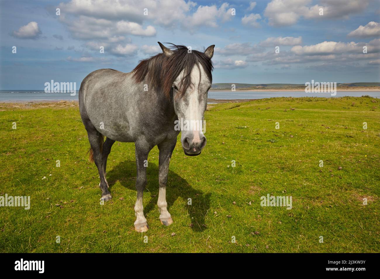 Ritratto di un cavallo su un campo di erba a Northam Burrows, Westward ho!, Devon, Gran Bretagna; Westward ho!, Devon, Inghilterra Foto Stock