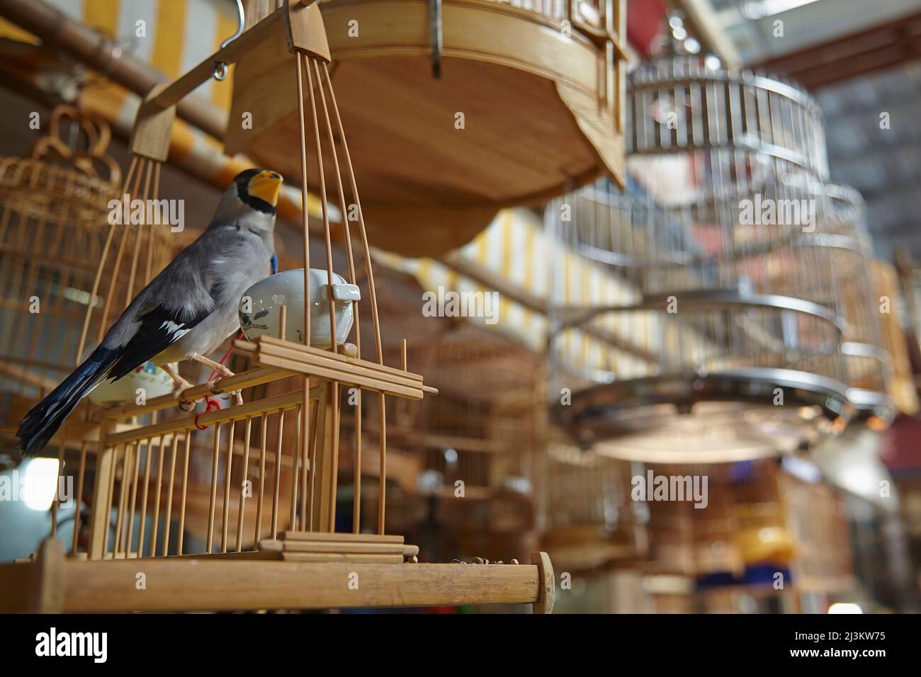 Un songbird prigioniero al mercato degli uccelli, del pesce e dell'insetto, Shanghai, Cina; il mercato degli uccelli, del pesce e dell'insetto, Laoximen, Shanghai, Cina. Foto Stock