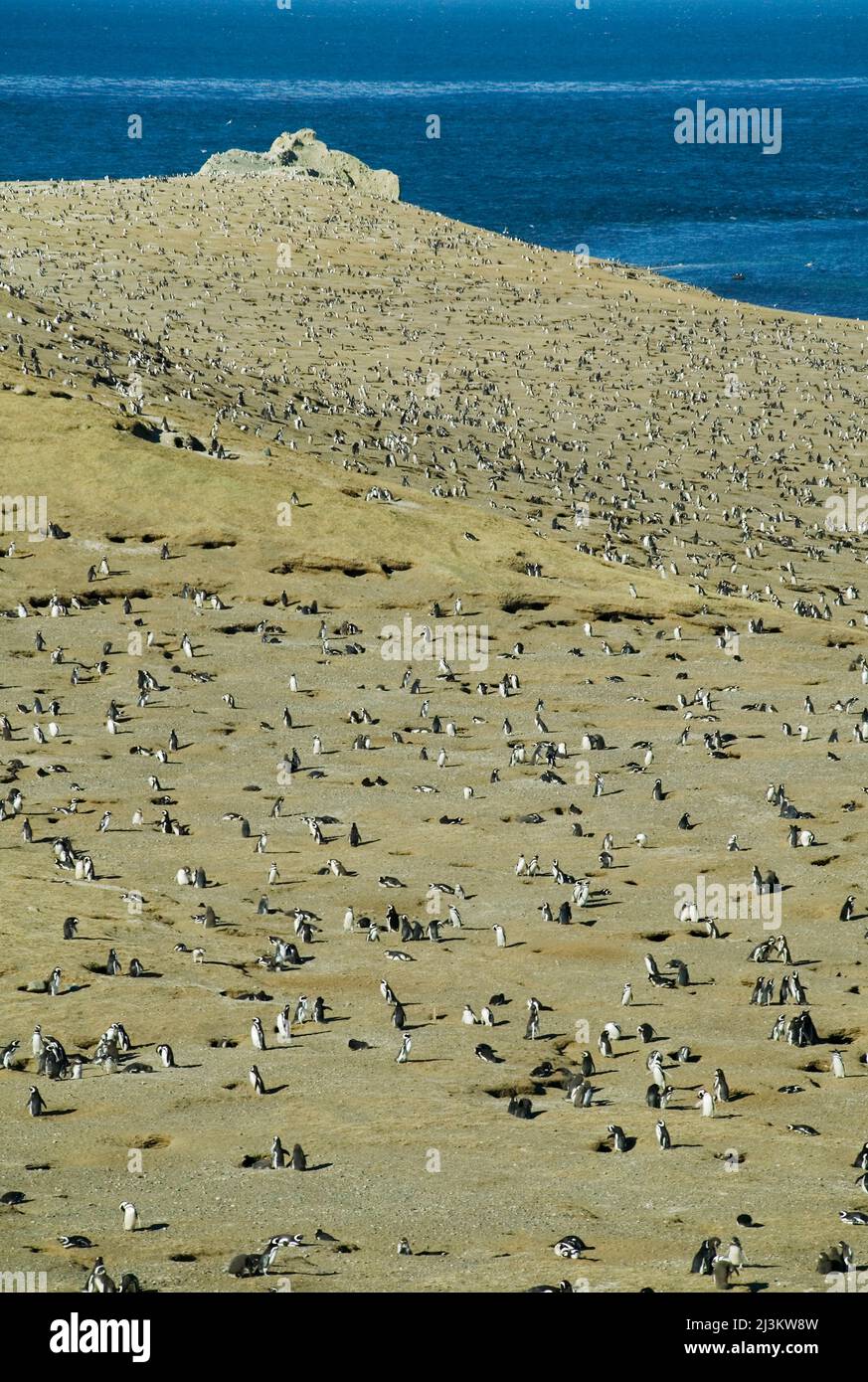 Un sito di nidificazione per i pinguini magellanici, Spheniscus magellanicus, Cile; Isla Magdalena, Magellan Strait, Punta Arenas, Patagonia, Cile. Foto Stock