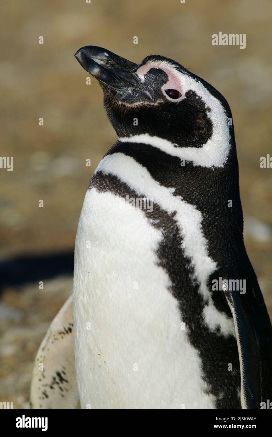 Un pinguino Magellanico adulto, Spheniscus magellanicus, Cile; Isla Magdalena, Magellan Strait, Punta Arenas, Patagonia, Cile. Foto Stock