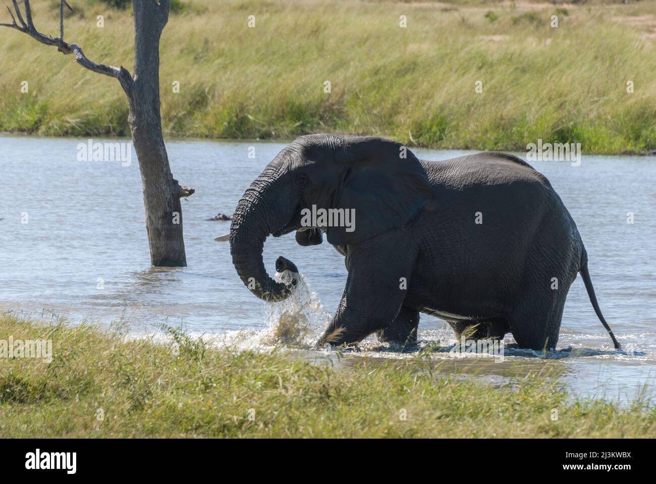 Grande elefante africano godendo raffreddamento fuori nel fiume. Parco Nazionale di Kruger, Sudafrica. Foto Stock