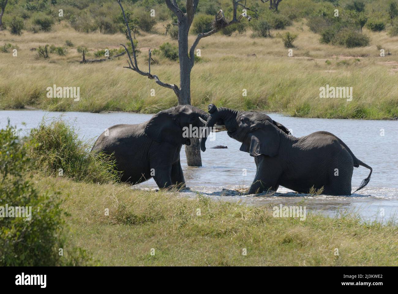 Due elefanti africani giocano a combattere nel fiume, testando la loro forza. Parco Nazionale di Kruger, Sudafrica Foto Stock