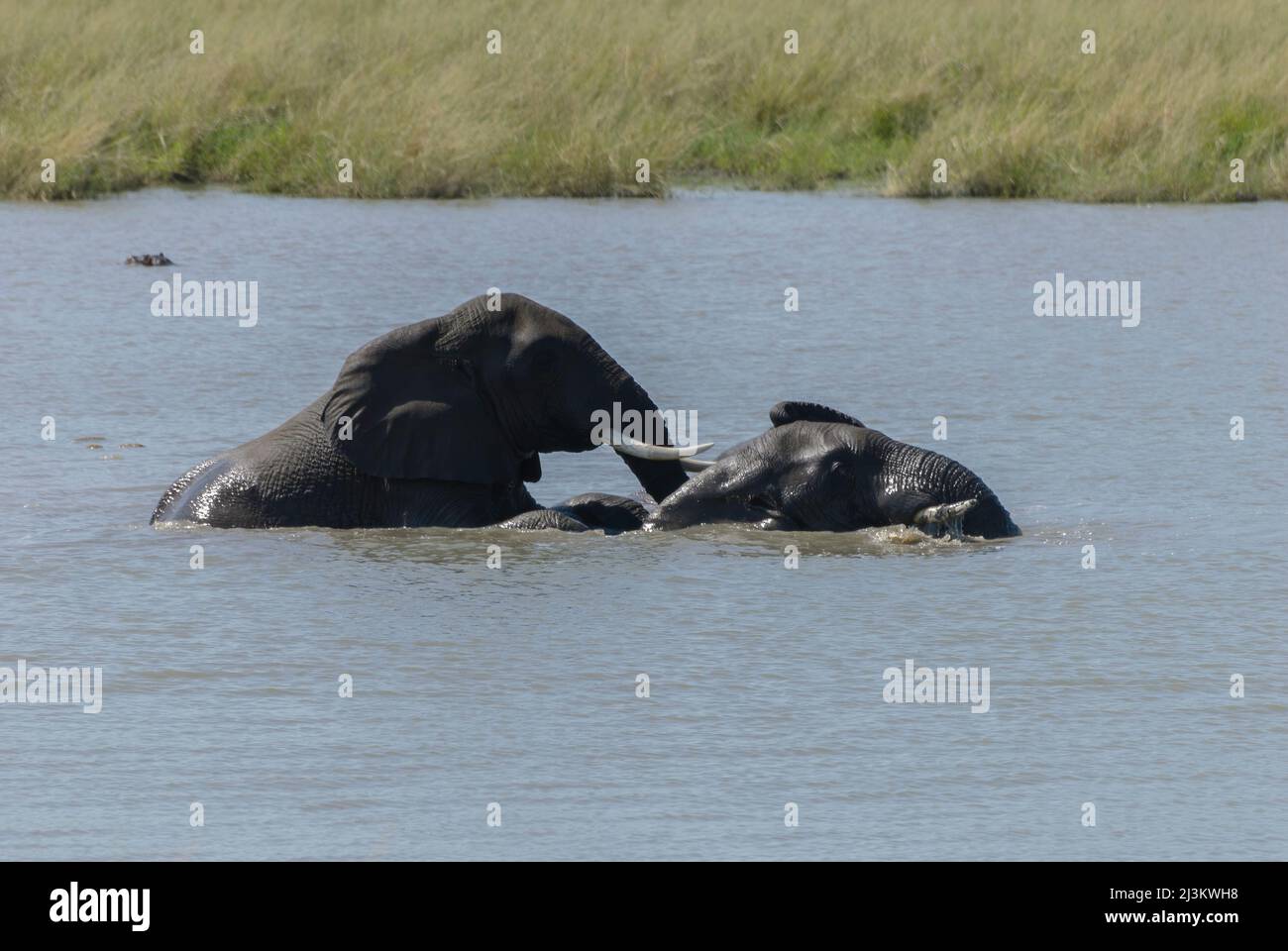 Elefanti africani divertirsi e giocare nel fiume, Kruger National Park, Sudafrica Foto Stock