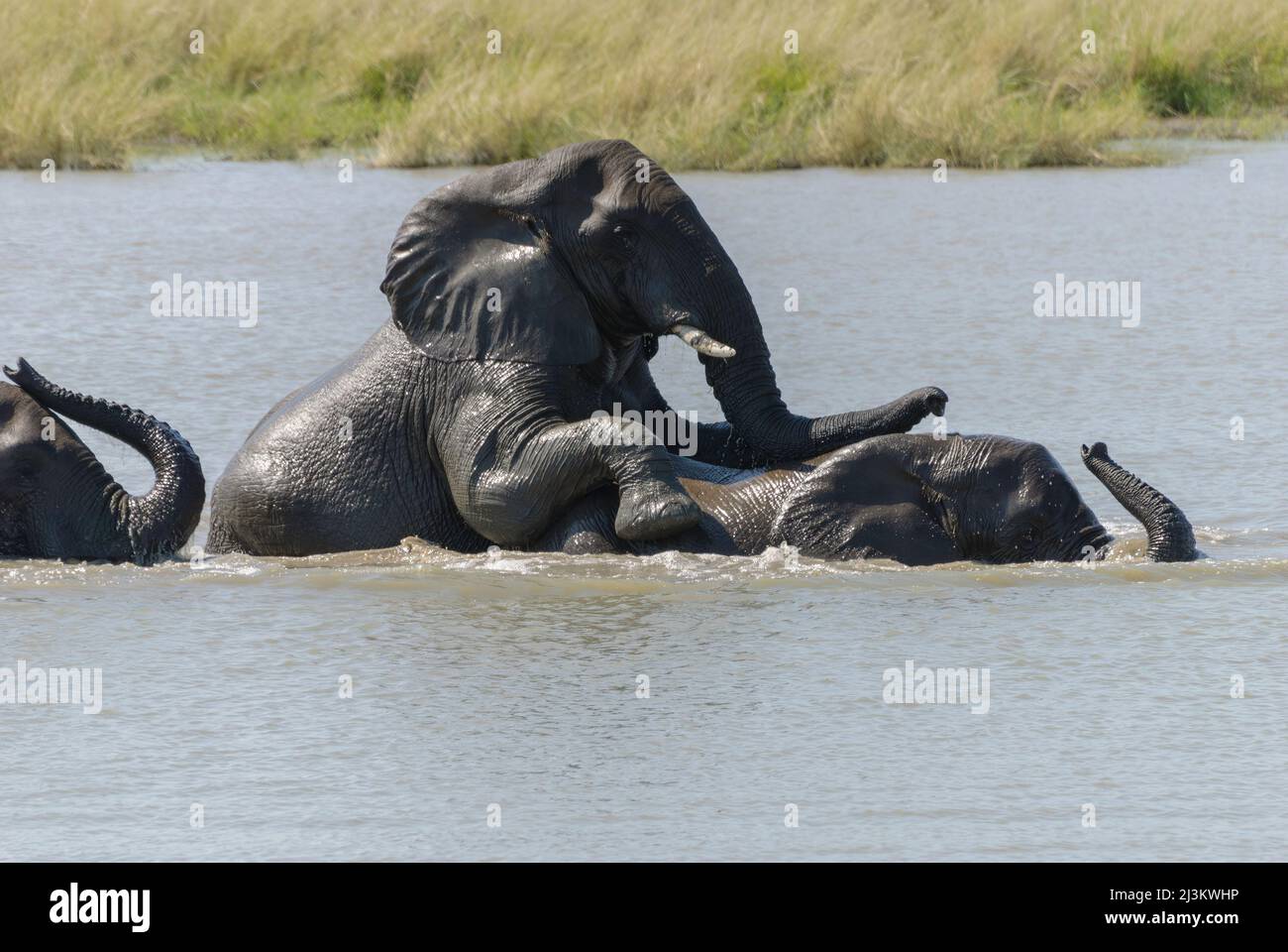 Elefanti africani divertirsi e giocare nel fiume, Kruger National Park, Sudafrica Foto Stock