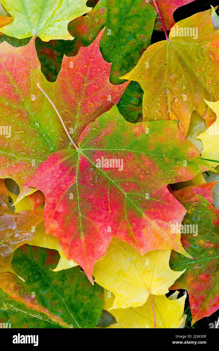 Foglie di acero della vite (Acer circinatum) con goccioline d'acqua che galleggiano sull'acqua con colori che cambiano in autunno, Parco Nazionale del Monte Rainier Foto Stock