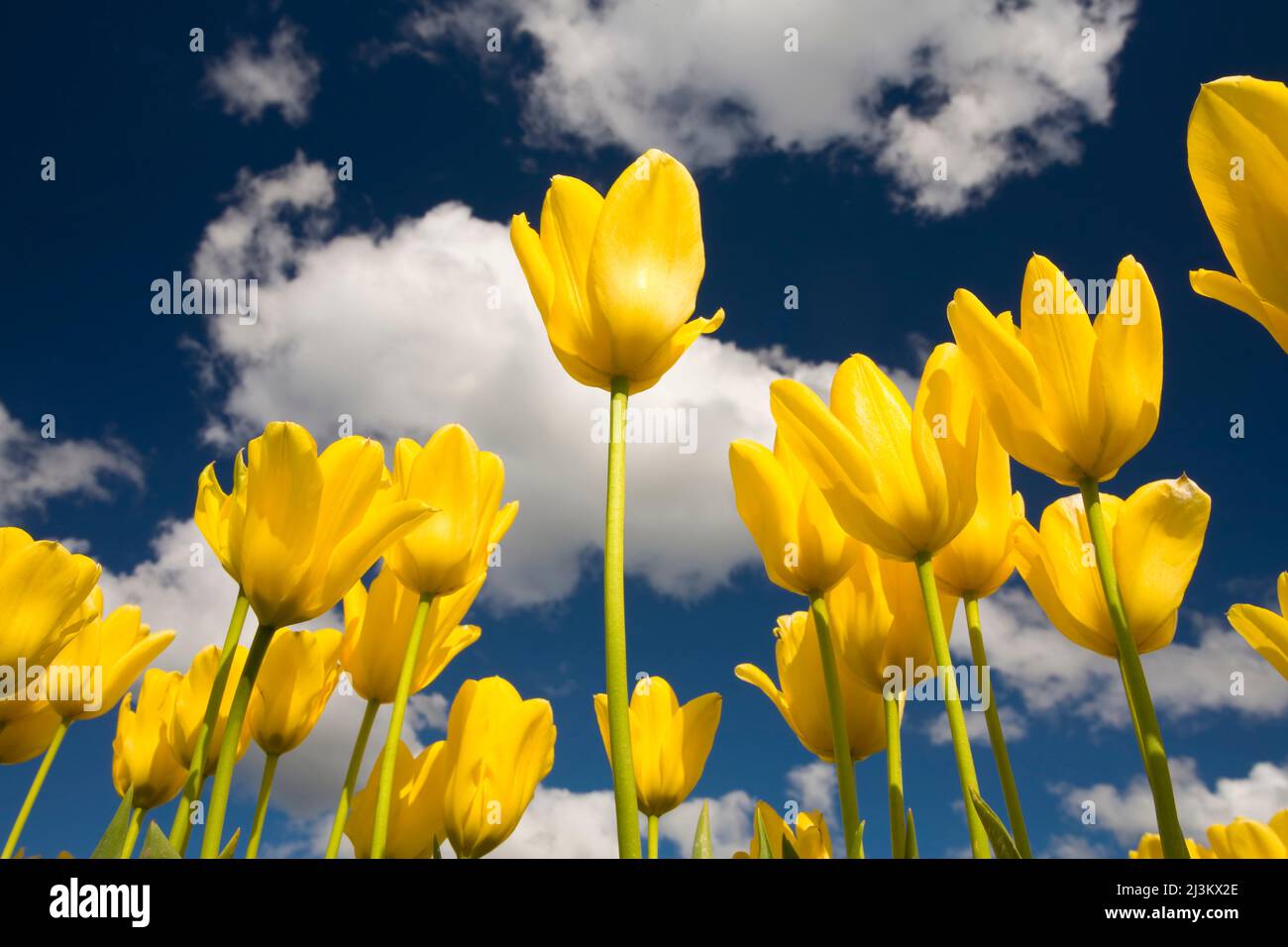 Tulipani gialli vibranti in fiore alla luce del sole con cielo blu e nuvole sopra; Oregon, Stati Uniti d'America Foto Stock