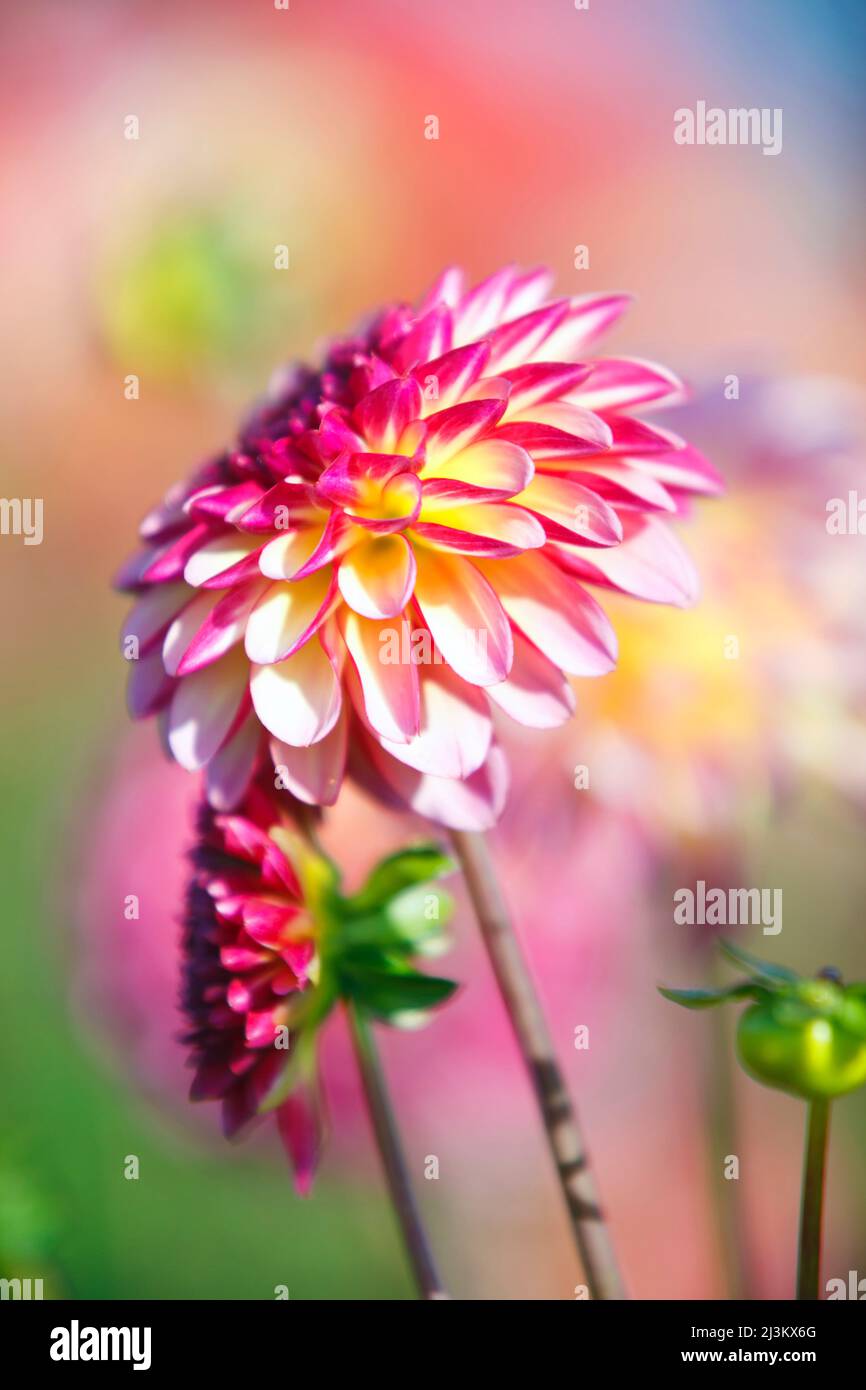 La luce del sole evidenzia la bellezza dei fiori di Dahlia; Canby, Oregon, Stati Uniti d'America Foto Stock