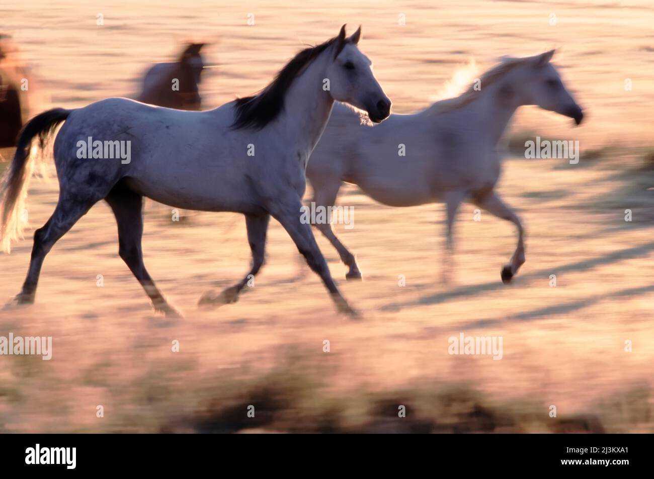 Cavalli che corrono in un campo all'alba; Seneca, Oregon, Stati Uniti d'America Foto Stock