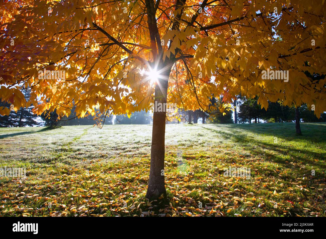 Sunburst splendente attraverso un albero in un parco in autunno; Washington, Stati Uniti d'America Foto Stock