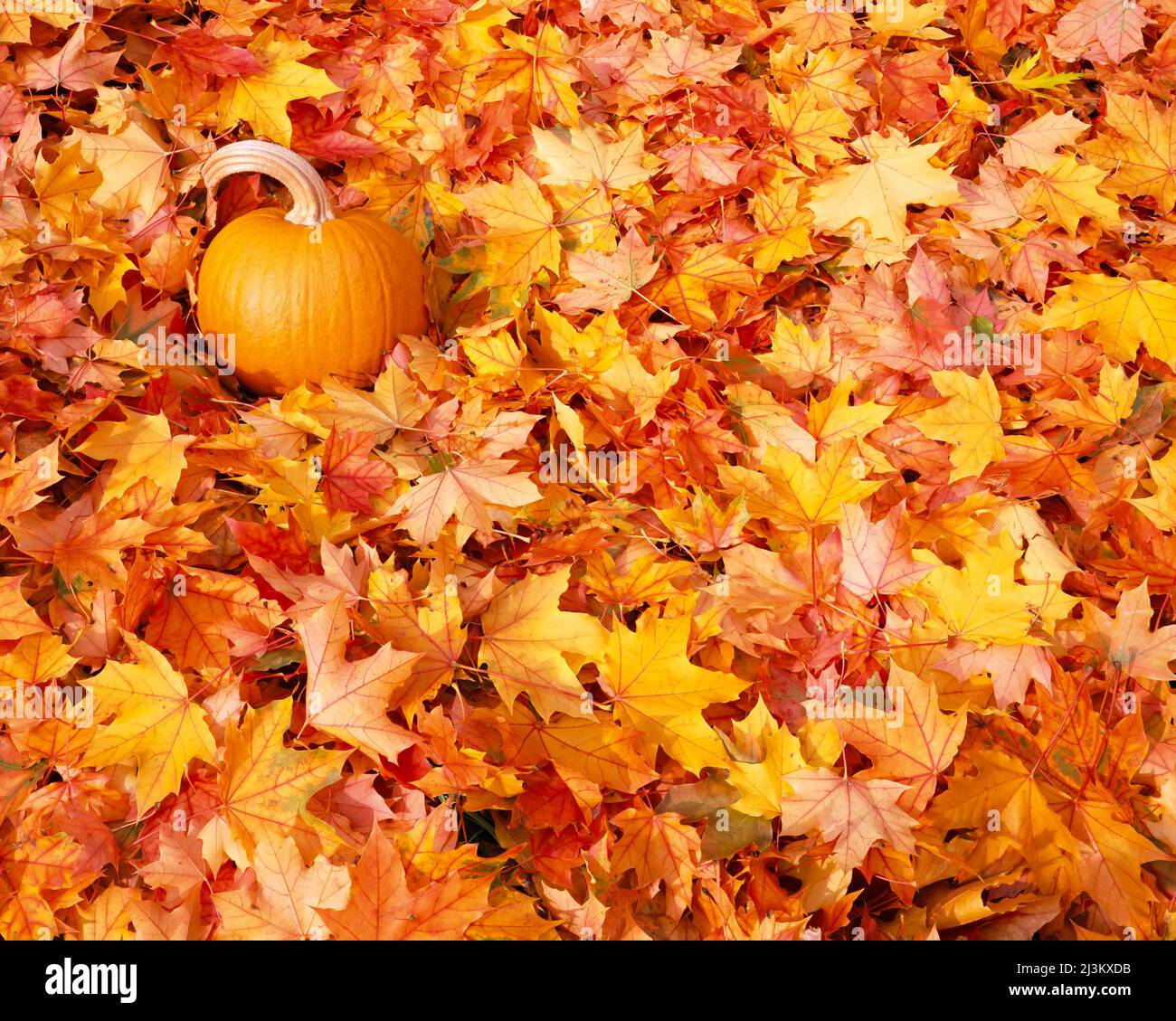 La zucca si siede sul terreno coperto da foglie colorate cadute in autunno; Oregon, Stati Uniti d'America Foto Stock