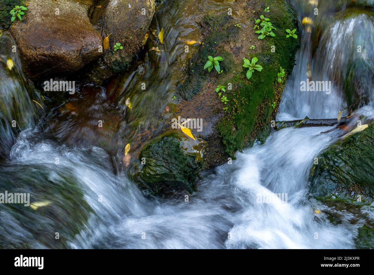 Immagine a bassa velocità dell'otturatore di un piccolo ruscello con acqua che cade su rocce e rami di alberi caduti; Richfield, Utah, Stati Uniti d'America Foto Stock