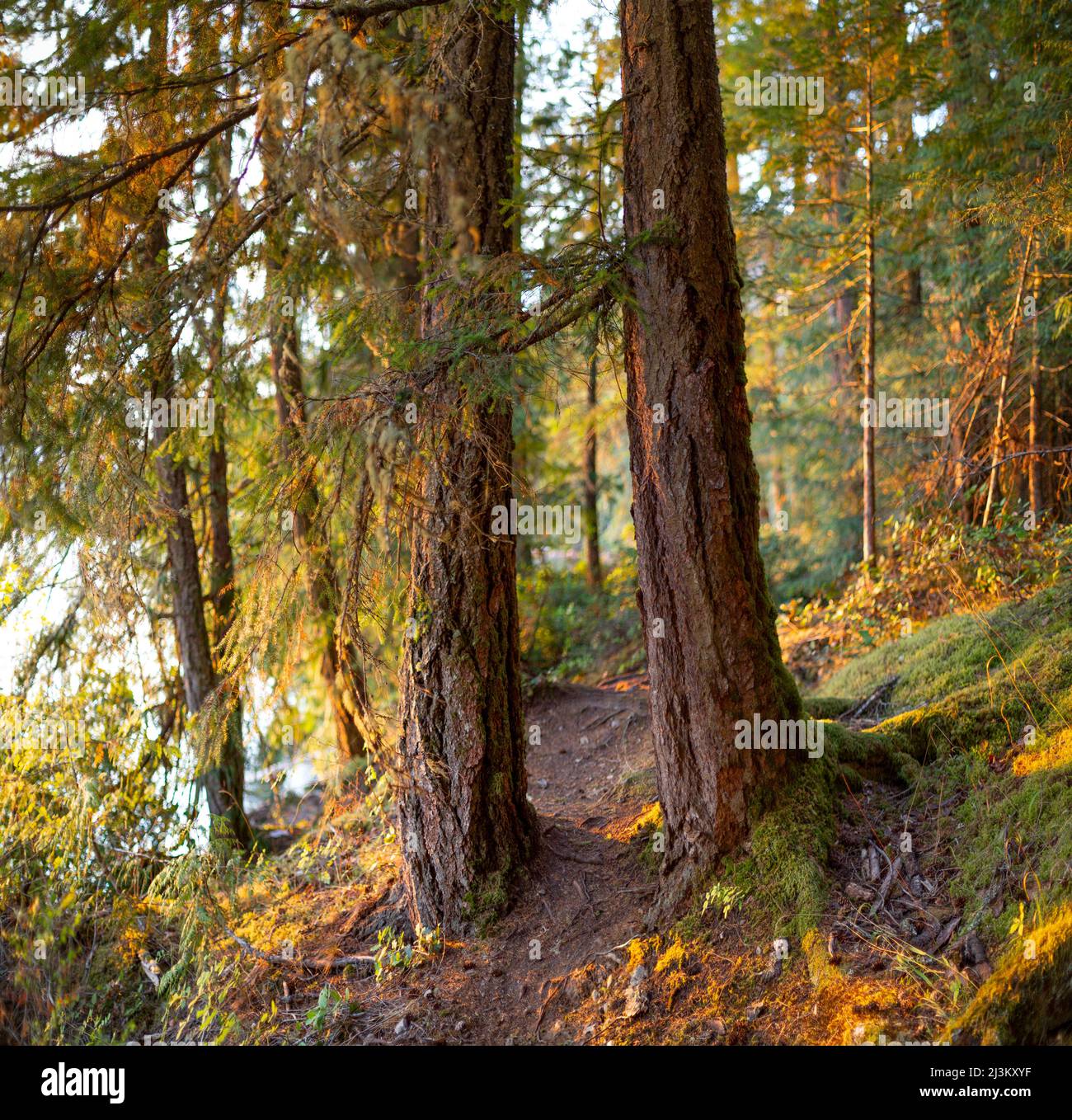 Luce del tramonto calata sugli alberi lungo il lago Ruby, Sunshine Coast of BC, Canada; British Columbia, Canada Foto Stock