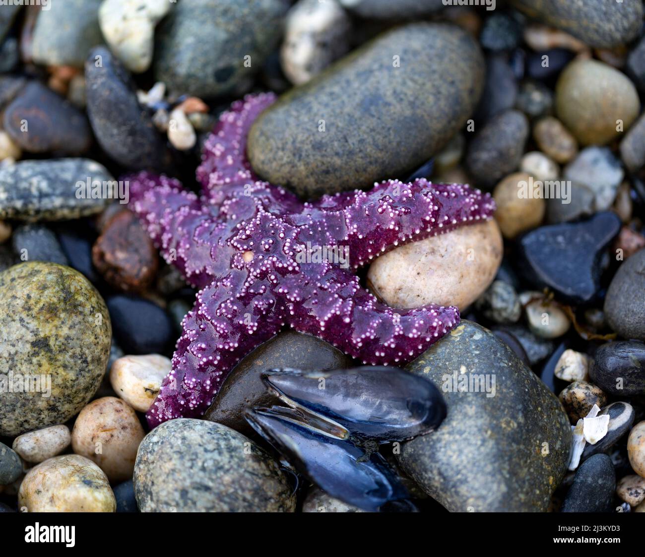 Primo piano dettaglio di una stella marina viola e conchiglie di molluschi che si stendono su rocce su una spiaggia a bassa marea, Sunshine Coast; British Columbia, Canada Foto Stock