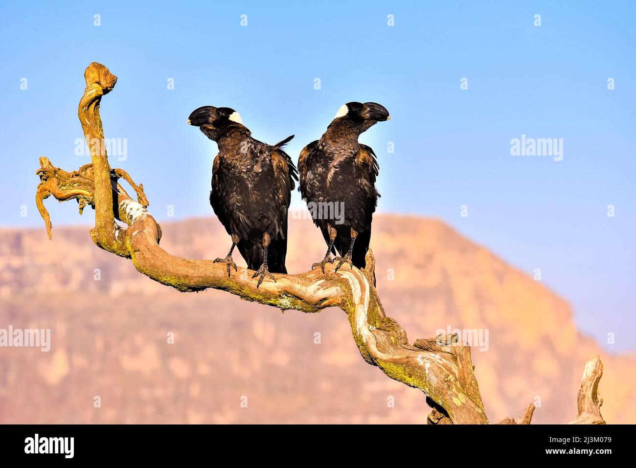 Due corvi etiopi arroccati su un ramo d'albero nel Parco Nazionale Simien; l'Etiopia Foto Stock