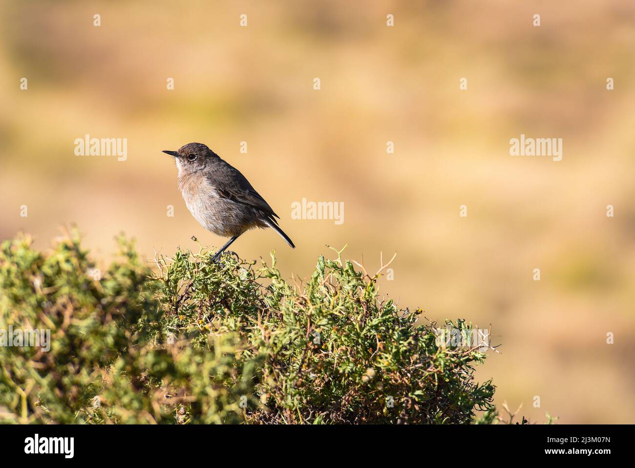 Un piccolo uccello arroccato sulla cima di un arbusto nei Monti Simien, Parco Nazionale Simien; Etiopia Foto Stock