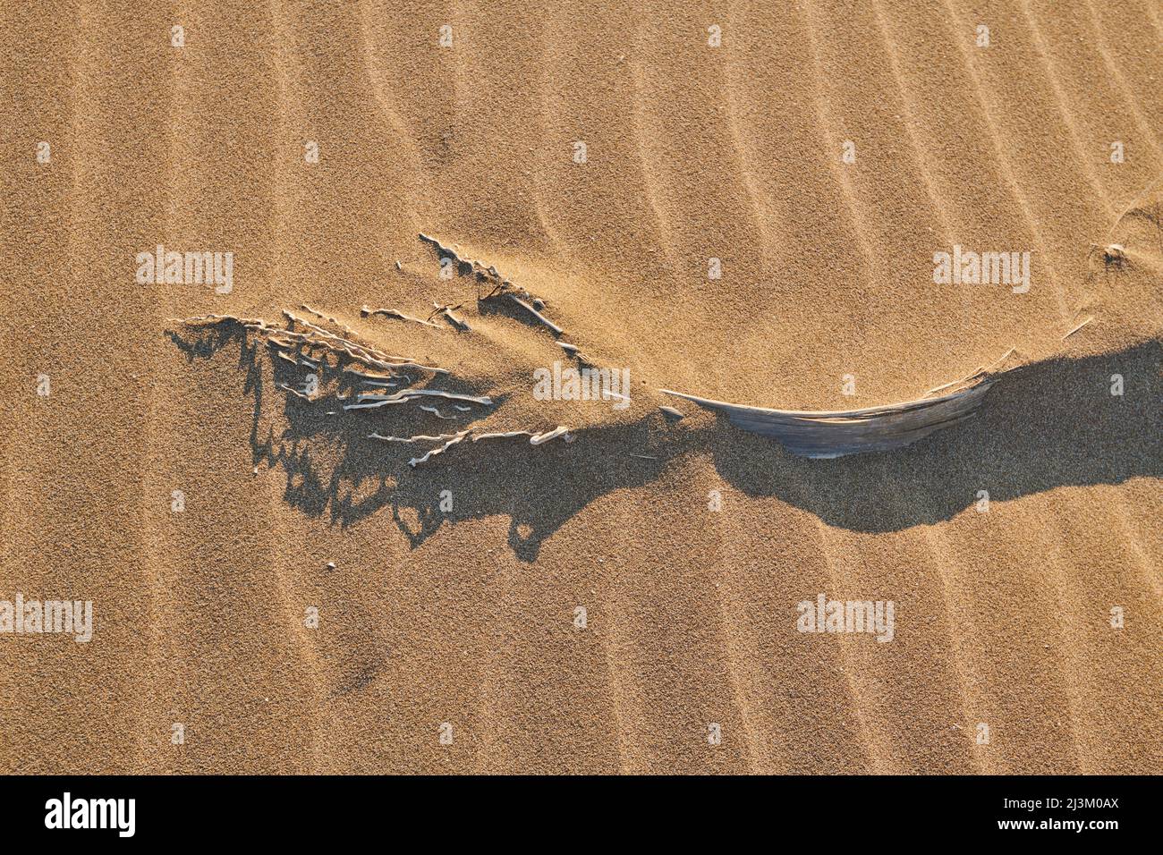 Data pianta ramo giacente nella sabbia increspata; Catalogna, Spagna Foto Stock