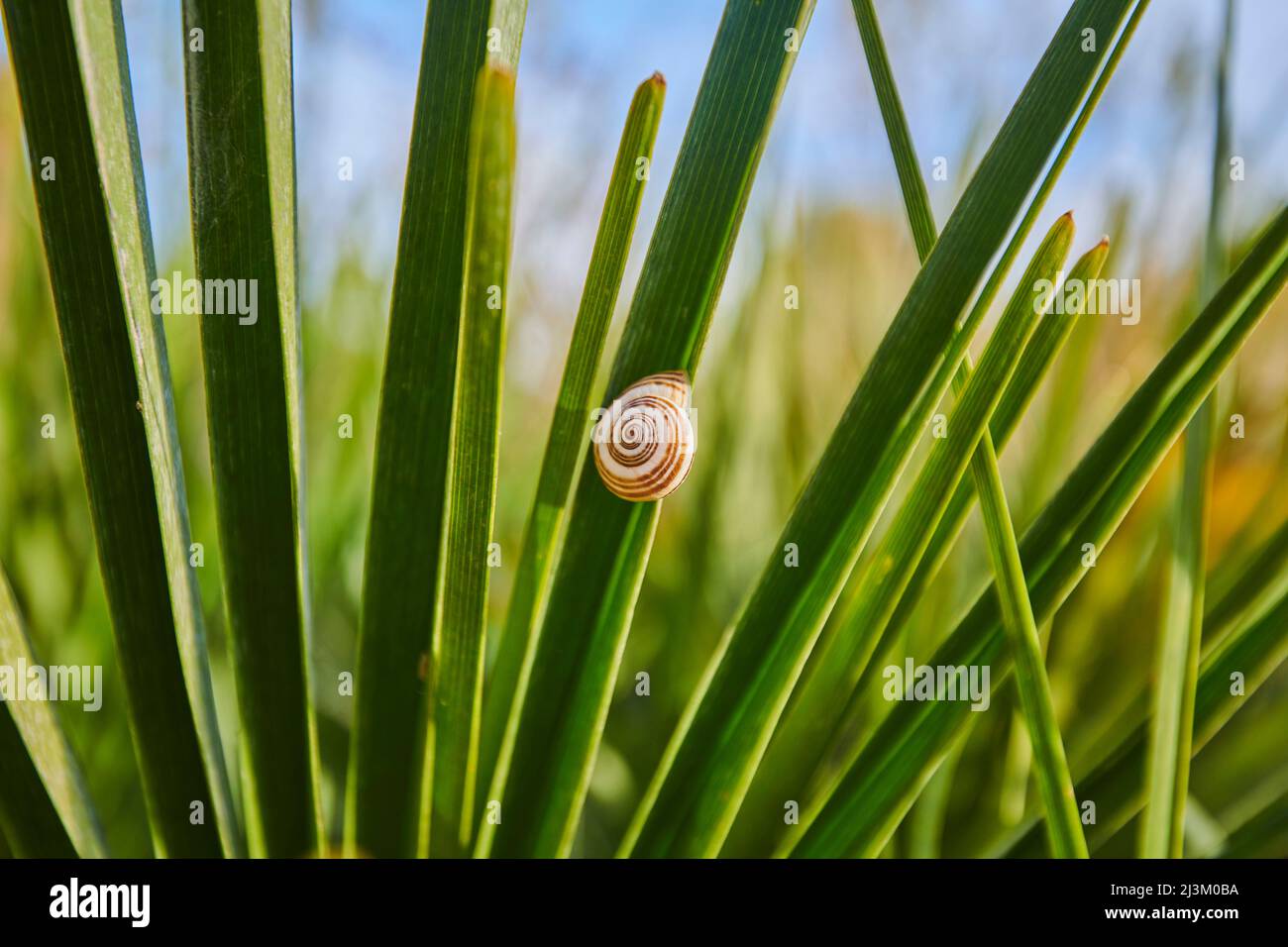 Lumaca bianca o chiocciola a fasce da giardino (Cepaea hortensis); Catalogna, Spagna Foto Stock