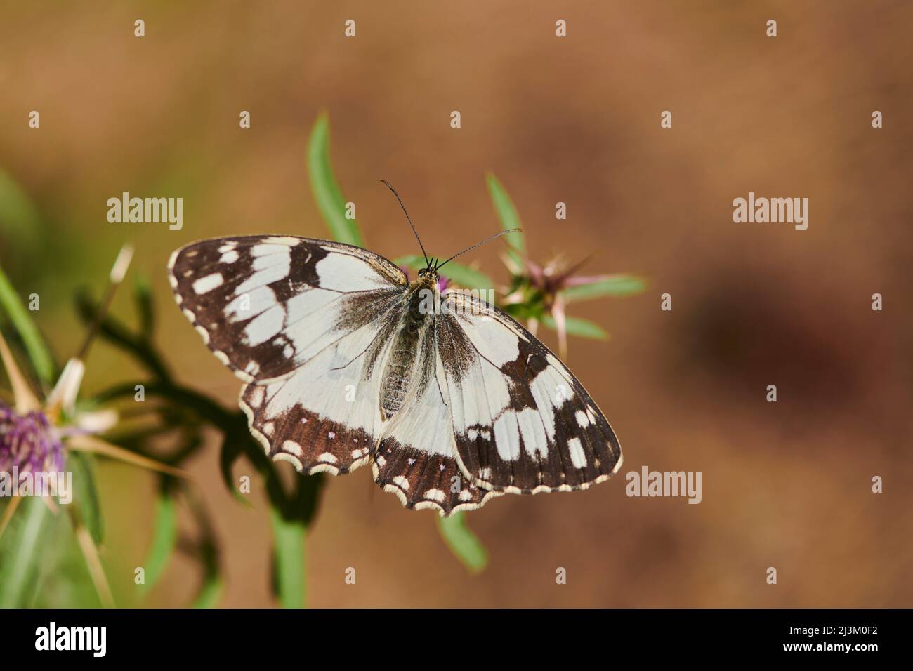 Farfalla bianca marmorizzata iberica (Melanargia lachesis) arroccata su una pianta; Catalogna, Spagna Foto Stock