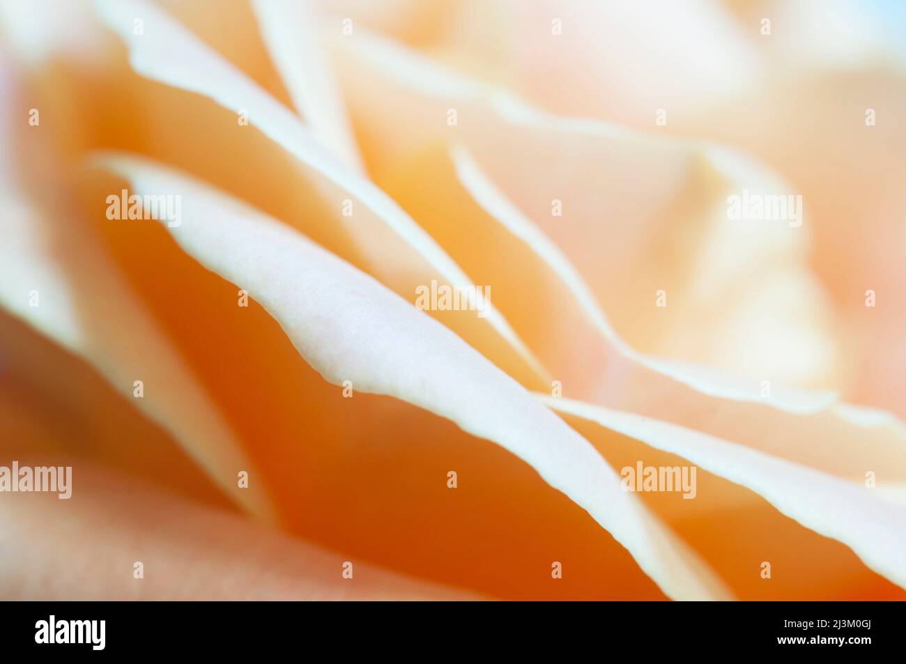 Frammento di fiore di rosa, macro shot, focus locale Foto Stock