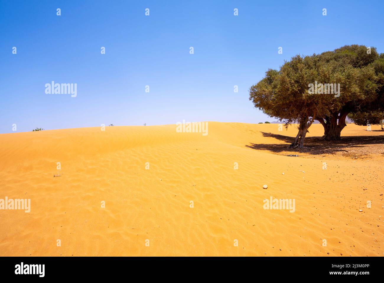 Grande albero sul terreno arido dorato nel deserto della Regione di Sous-massa, Marocco; Sous-massa, Marocco Foto Stock